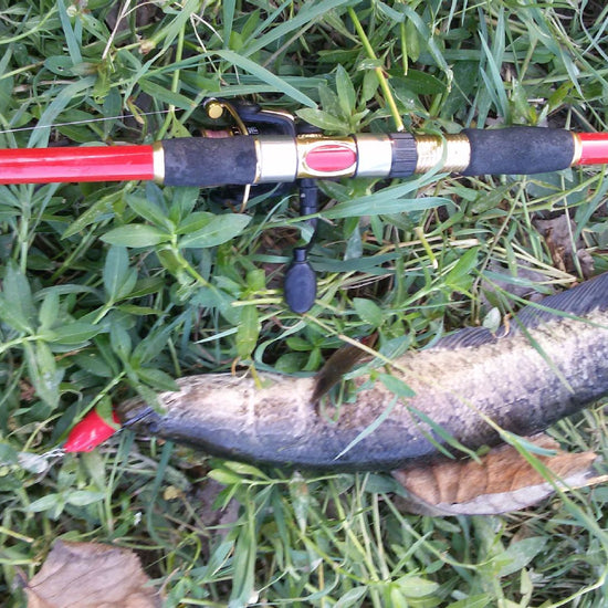 Banjo 006 minnow